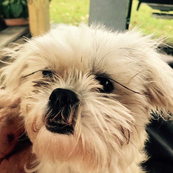 Meet your Posher, Kristen - Picture 1 of 1